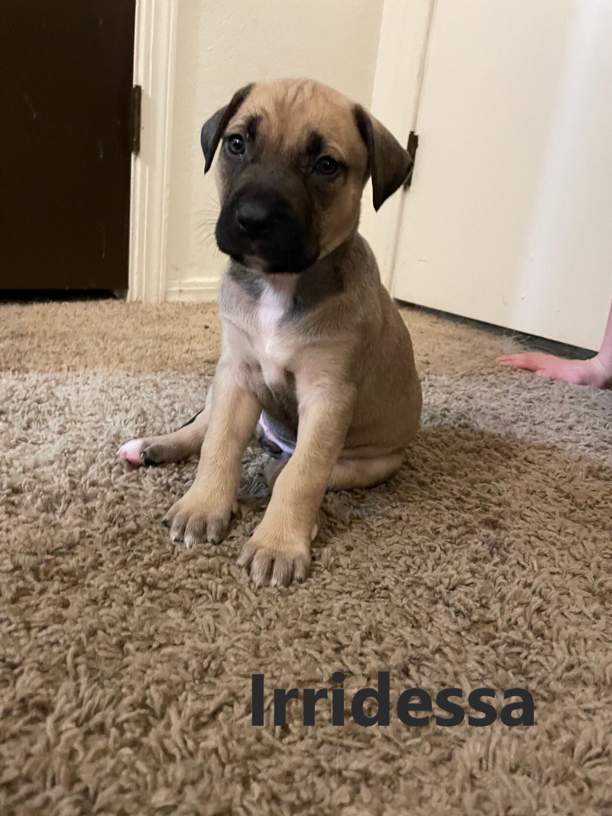 Irridessa